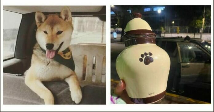 WhatsApp-Image-2022-07-11-at-2.01.51-PM-e1657566177543-696x367