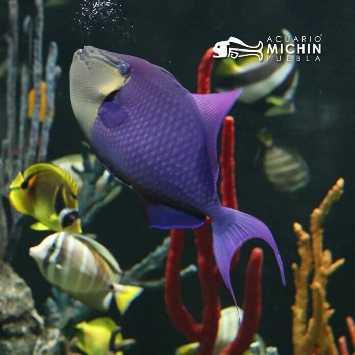 571A81DA-BDC8-4F02-8EDC-6C863448D272