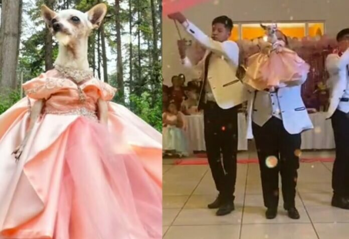 chiahua-e1660854243280-696x477