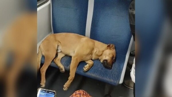 f1280x720-596250_727925_5050